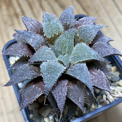 SH37275 Haworthia wimii hybrid -Japan-