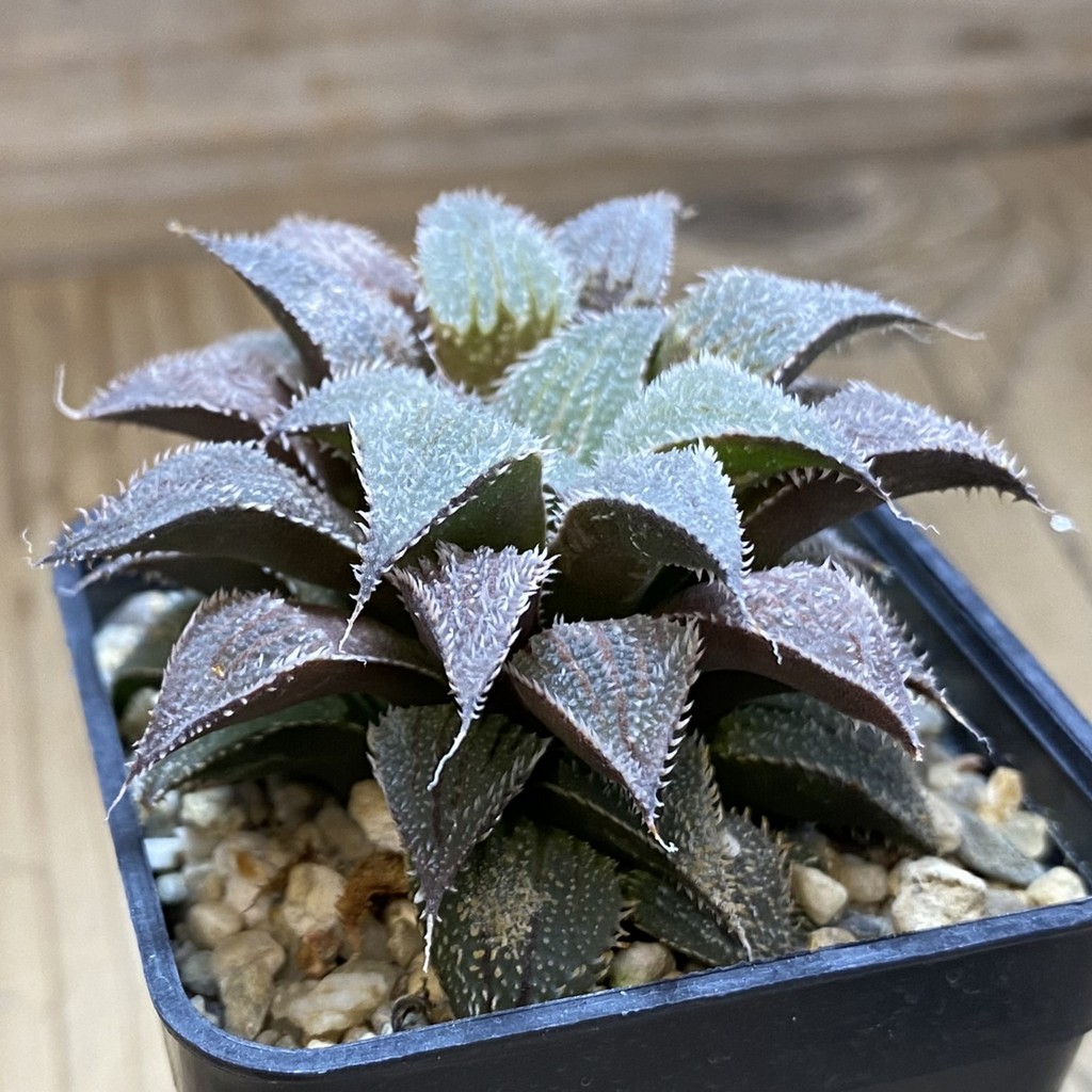 SH37275 Haworthia wimii hybrid -Japan- - Image 2