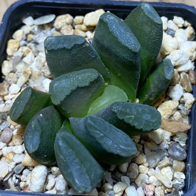SH37276 Haworthia truncata 'Spiralis'