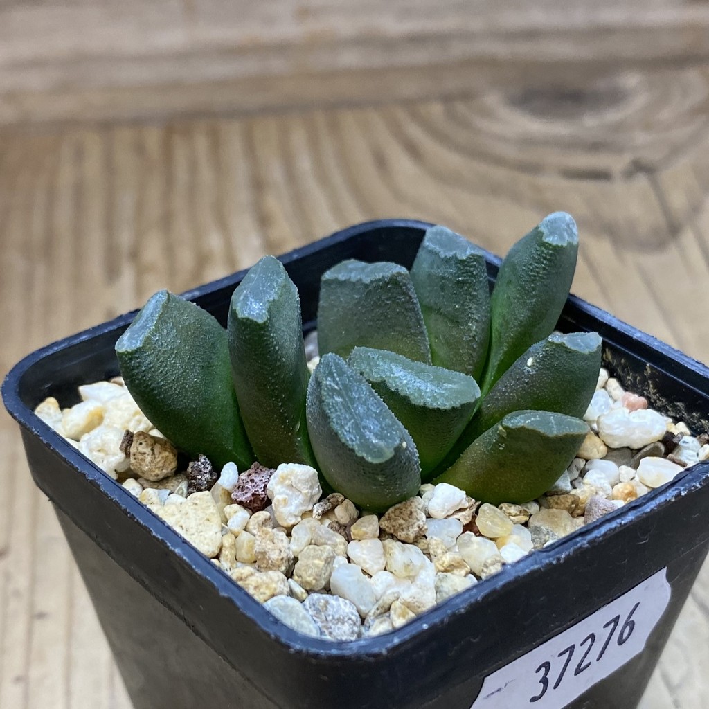 SH37276 Haworthia truncata 'Spiralis' - Image 2