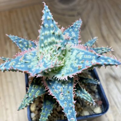 SH37277 Aloe TCT hybrid