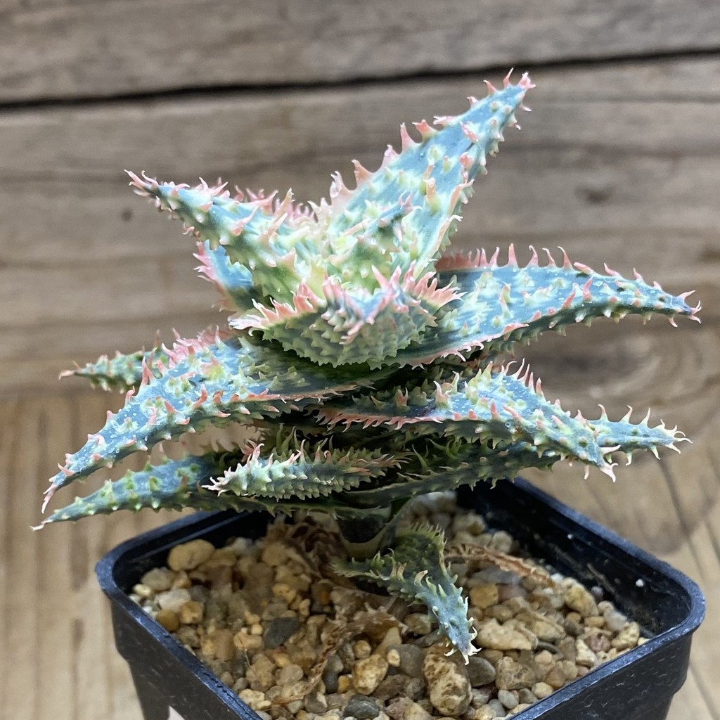 SH37277 Aloe TCT hybrid - Image 2