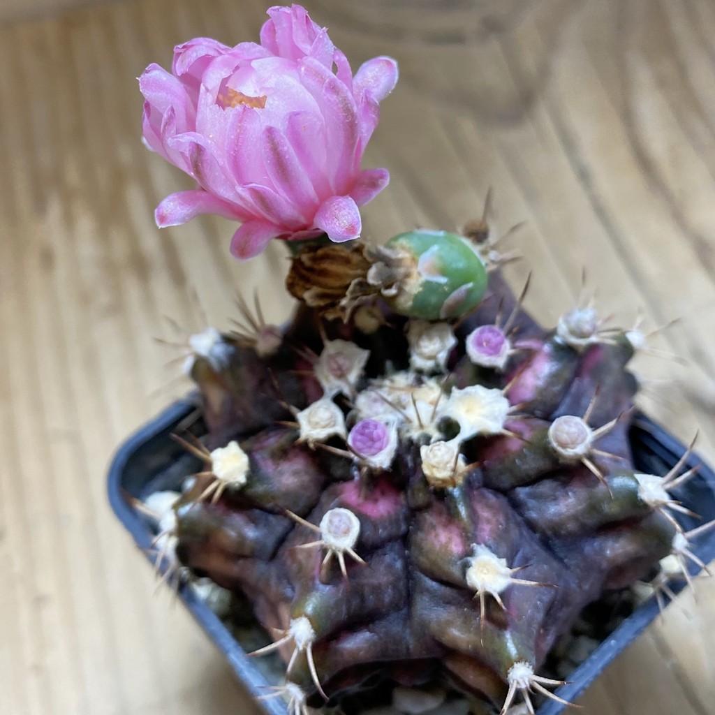 SH37281 Gymnocalycium mihanovichii 'T-Rex' hybrid - Image 2