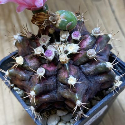 SH37281 Gymnocalycium mihanovichii 'T-Rex' hybrid