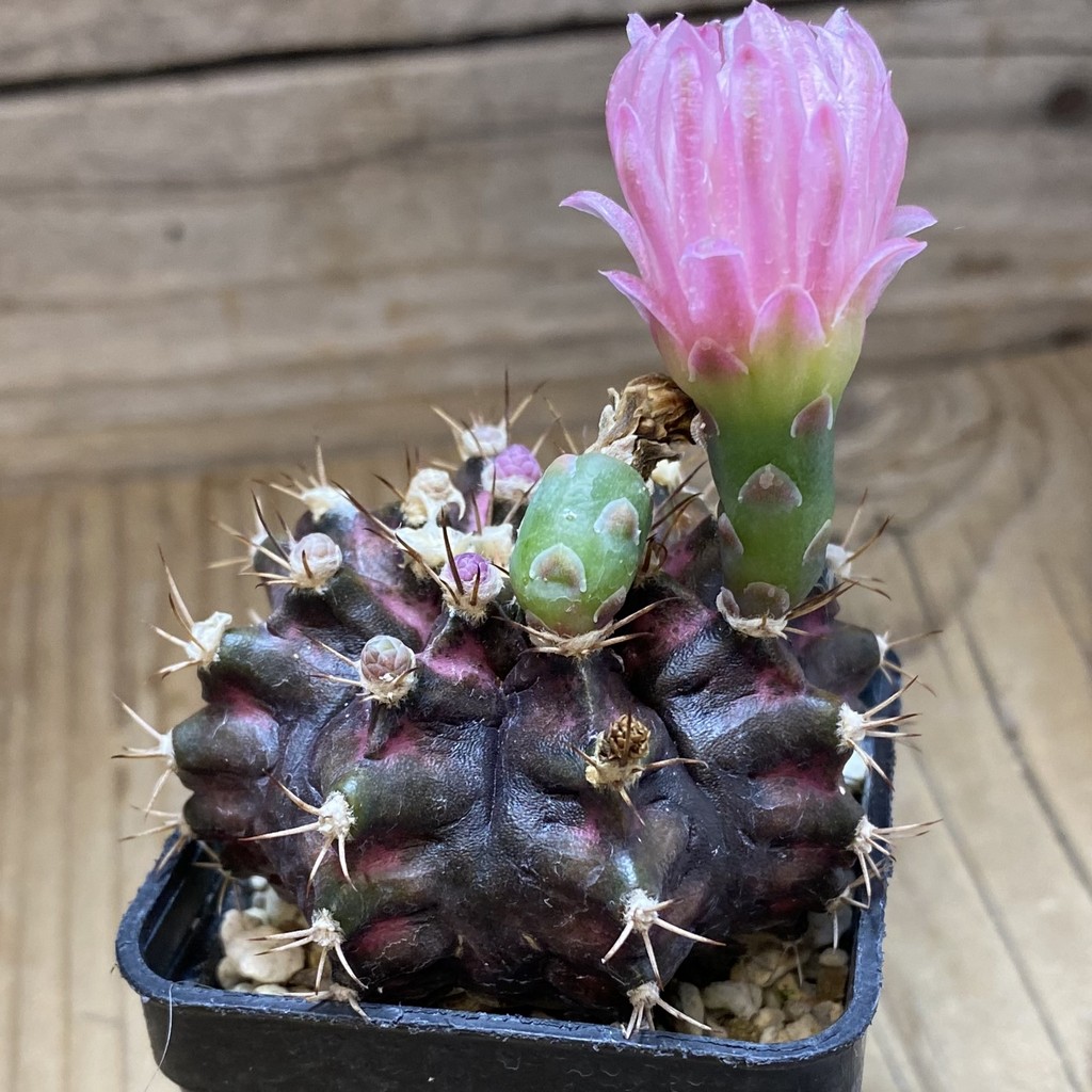 SH37281 Gymnocalycium mihanovichii 'T-Rex' hybrid - Image 3