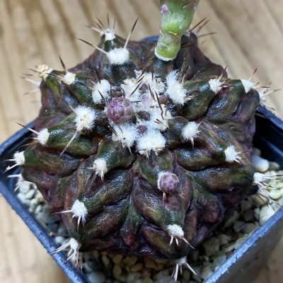 SH37282 Gymnocalycium mihanovichii 'T-Rex' hybrid