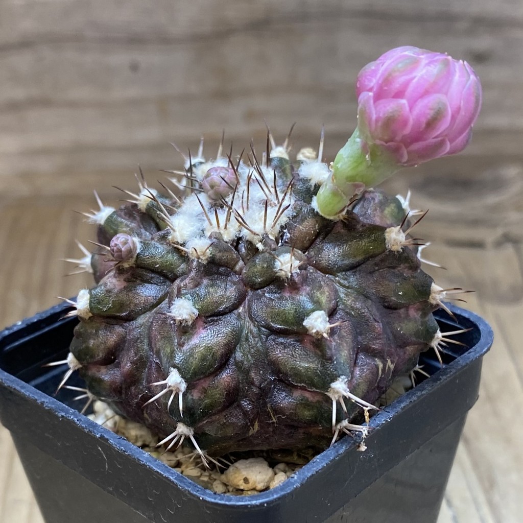 SH37282 Gymnocalycium mihanovichii 'T-Rex' hybrid - Image 2