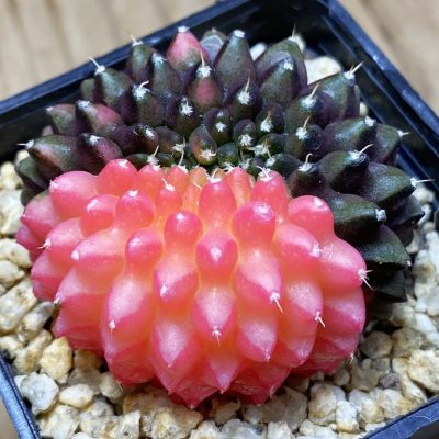 SH37284 Gymnocalycium mihanovichii 'inermis' f. variegata, seedling