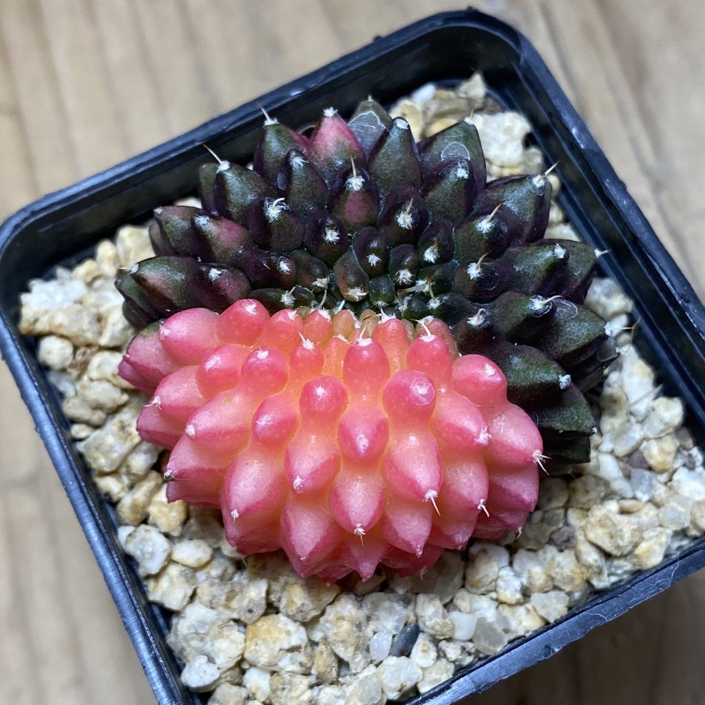 SH37284 Gymnocalycium mihanovichii 'inermis' f. variegata, seedling - Image 2