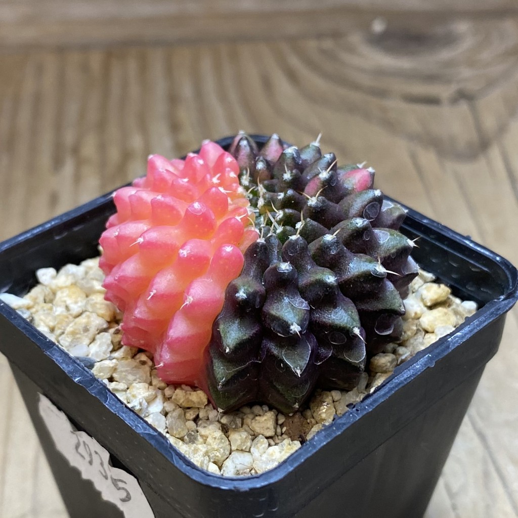 SH37284 Gymnocalycium mihanovichii 'inermis' f. variegata, seedling - Image 3