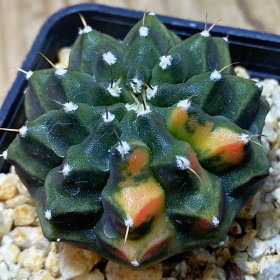 SH31841 Gymnocalycium mihanovichii ‘inermis’ f. variegata