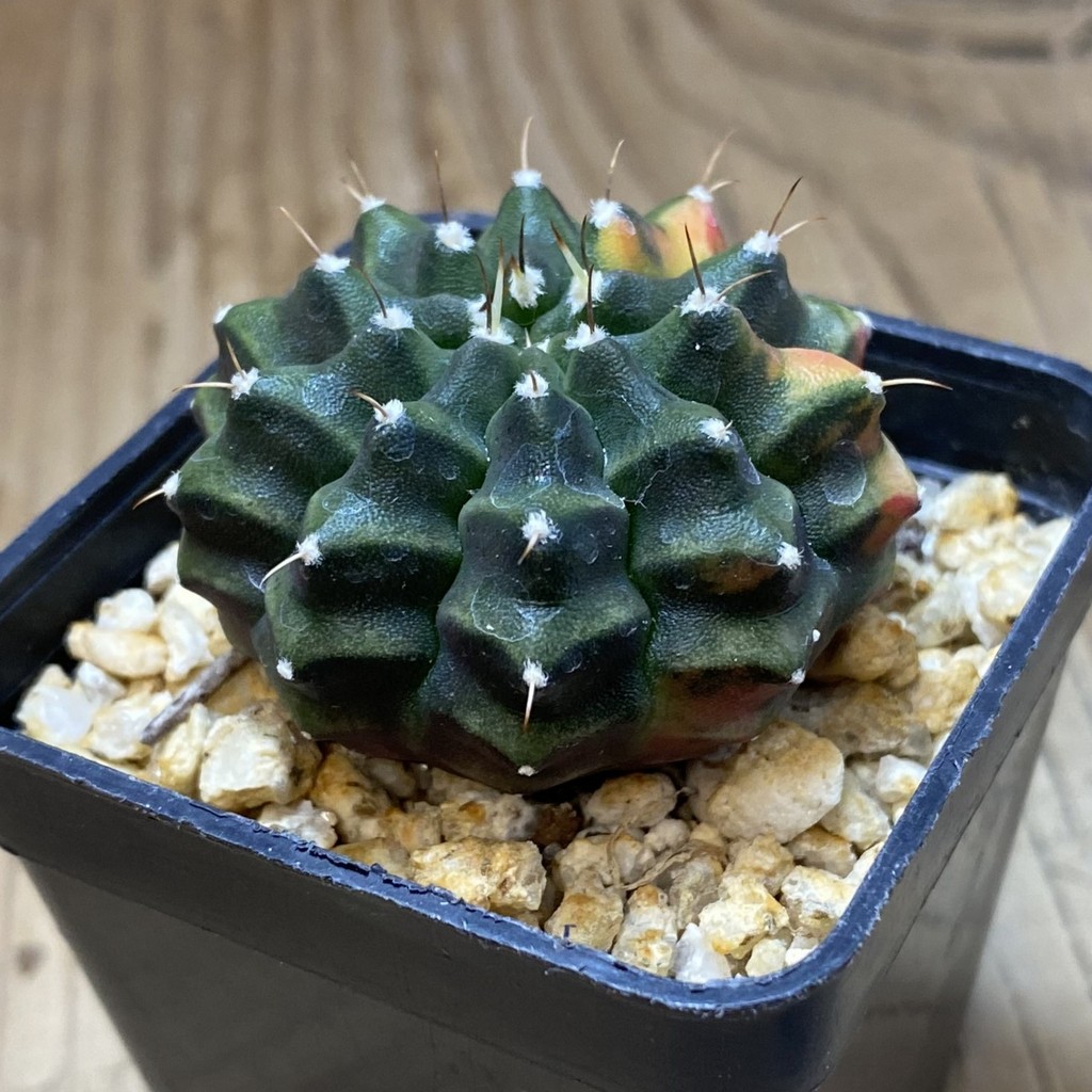 SH31841 Gymnocalycium mihanovichii ‘inermis’ f. variegata - Image 2
