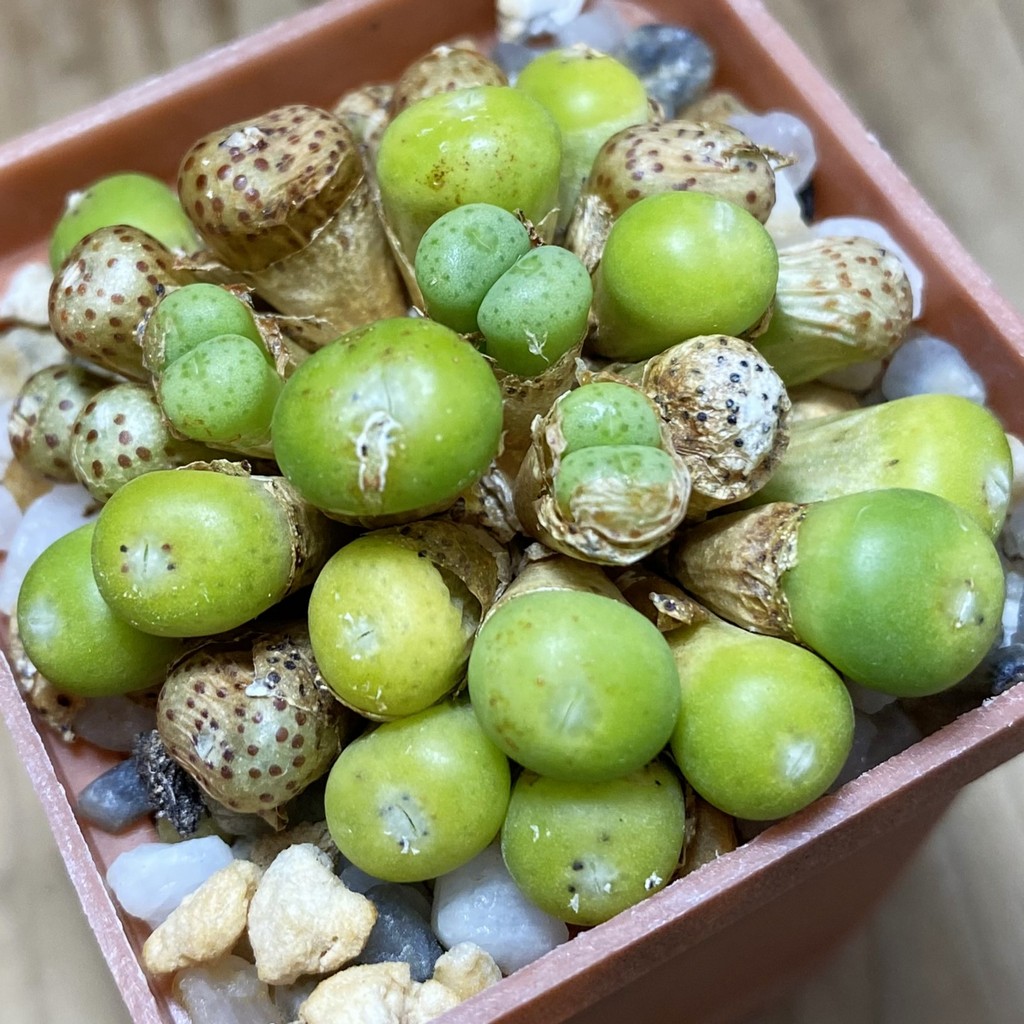 SH37286 Conophytum minutum CR1320
