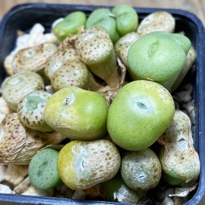 SH37287 Conophytum minutum SB1227