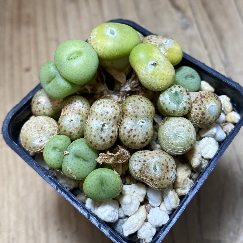 SH37287 Conophytum minutum SB1227 - Image 2