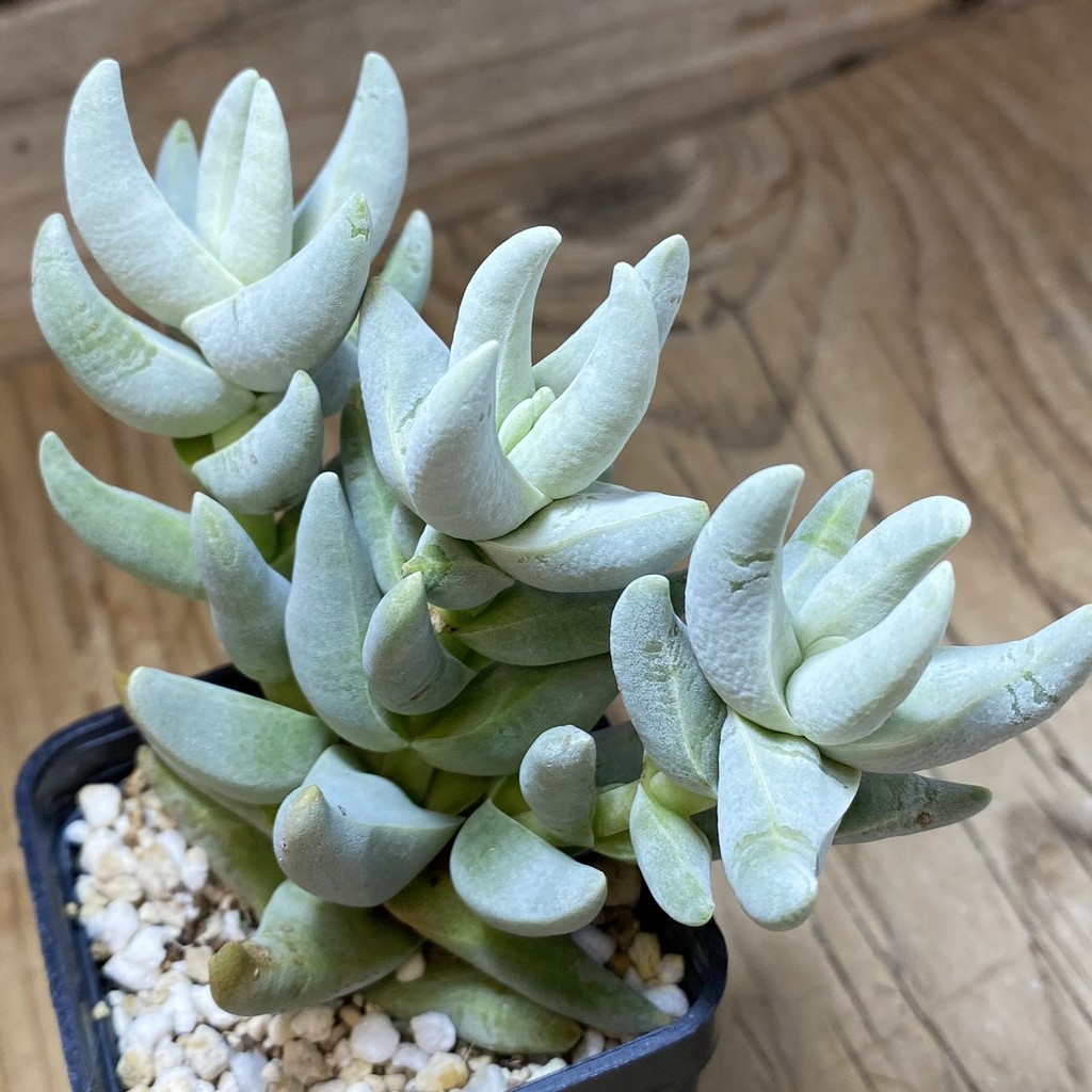 SH37289 Crassula cornuta