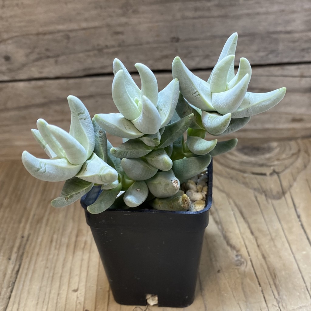 SH37289 Crassula cornuta - Image 2