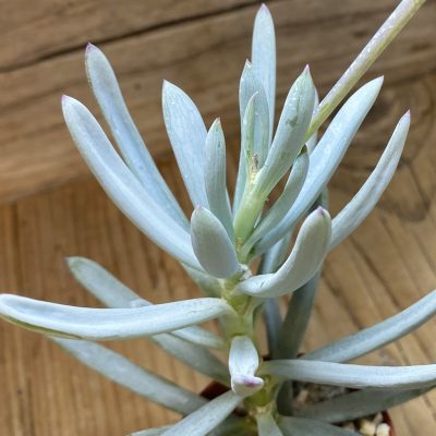 SH37290 Senecio serpens ‘Dwarf Blue Chalk Sticks’