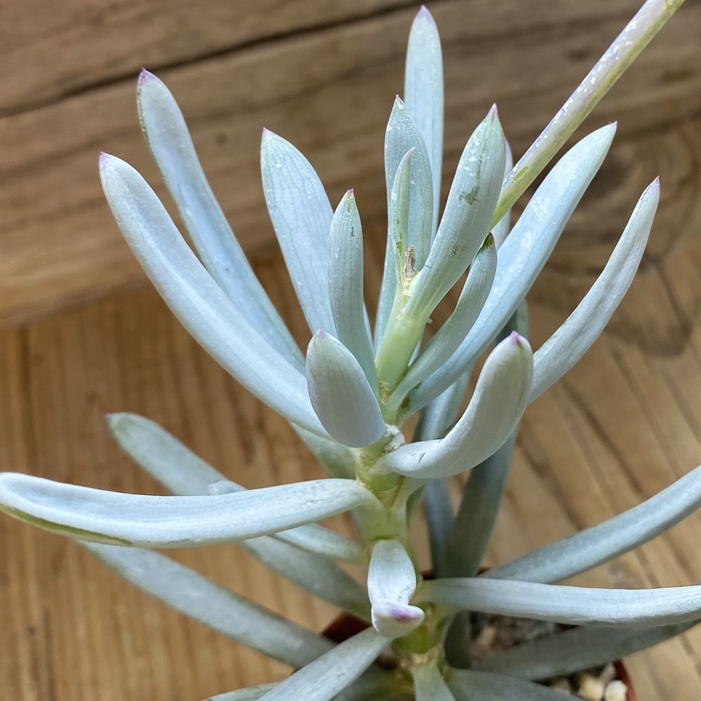 SH37290 Senecio serpens ‘Dwarf Blue Chalk Sticks’