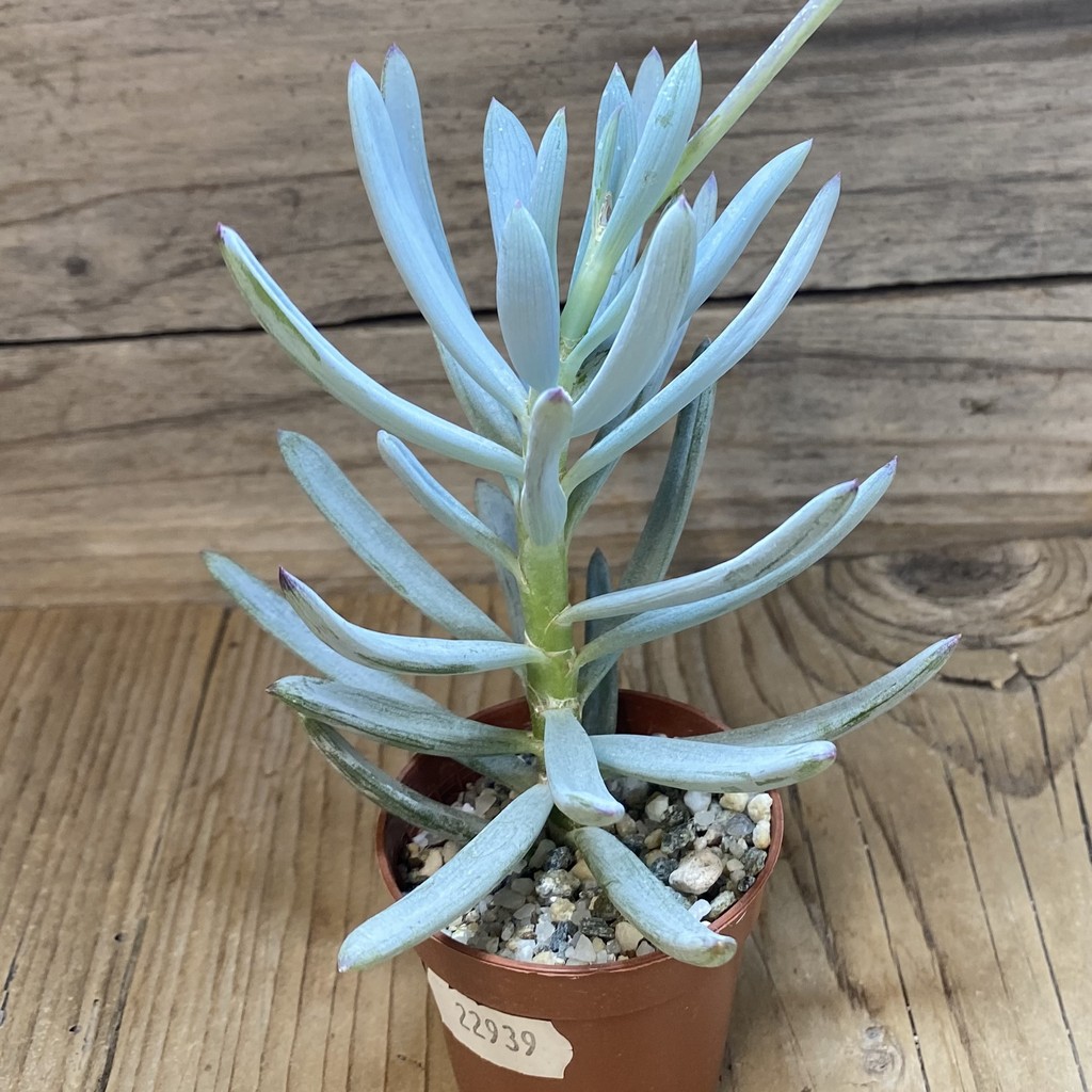 SH37290 Senecio serpens ‘Dwarf Blue Chalk Sticks’ - Image 2