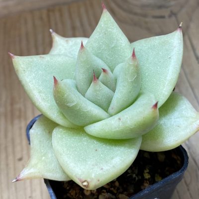 SH37291 Echeveria agavoides