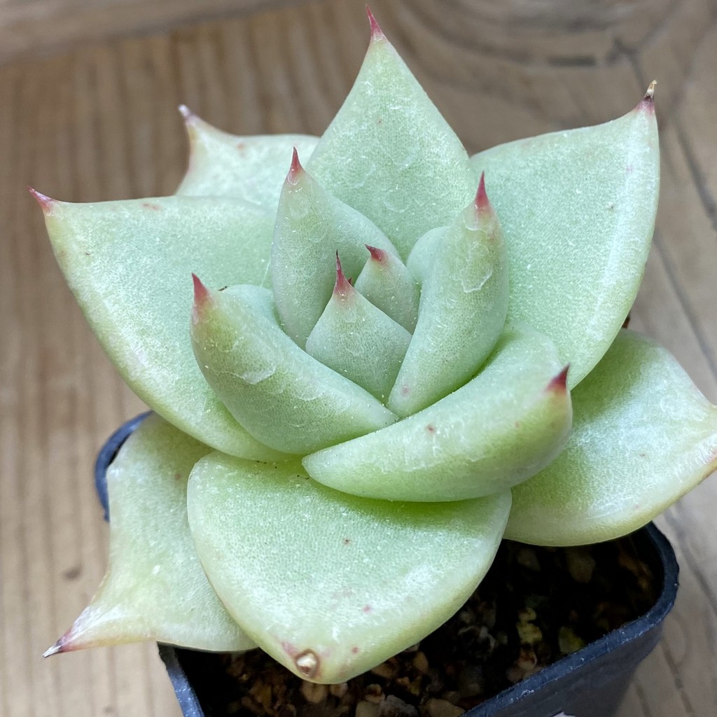 SH37291 Echeveria agavoides