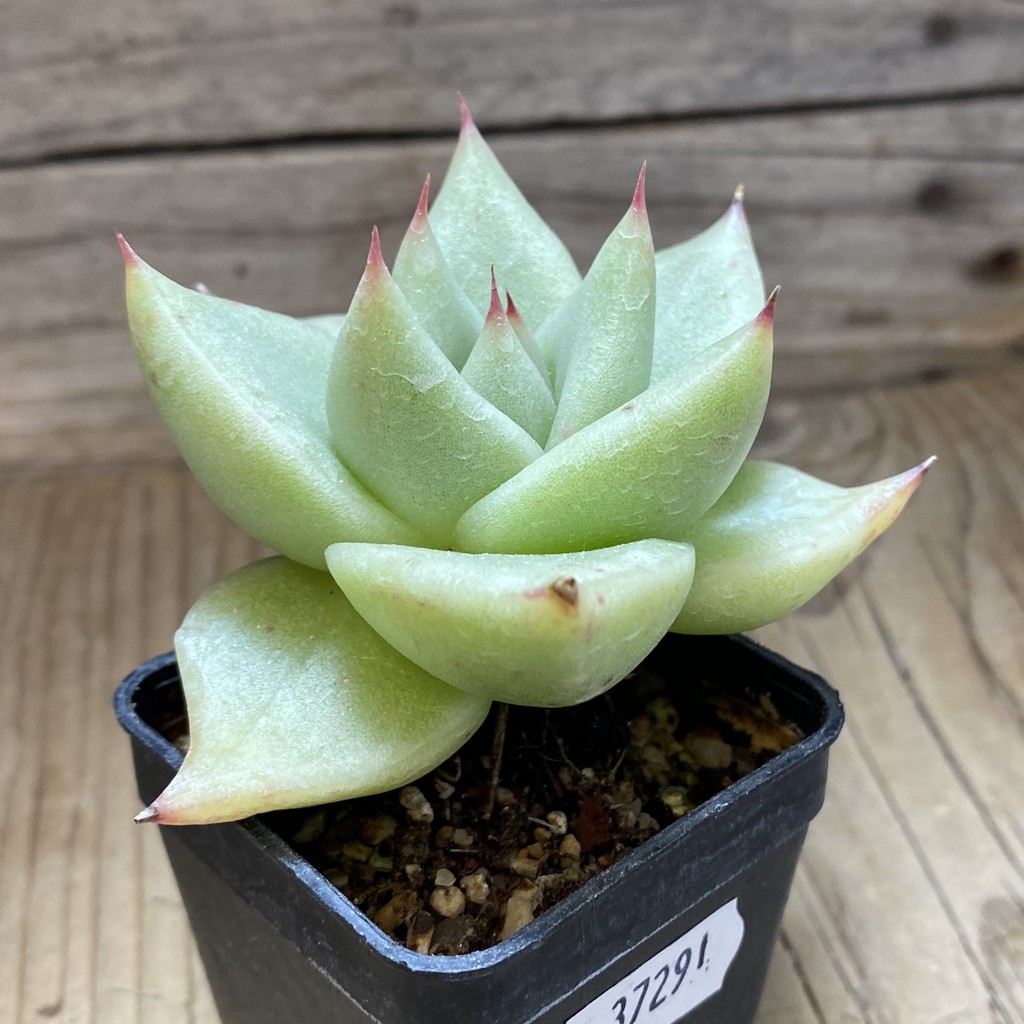 SH37291 Echeveria agavoides - Image 2