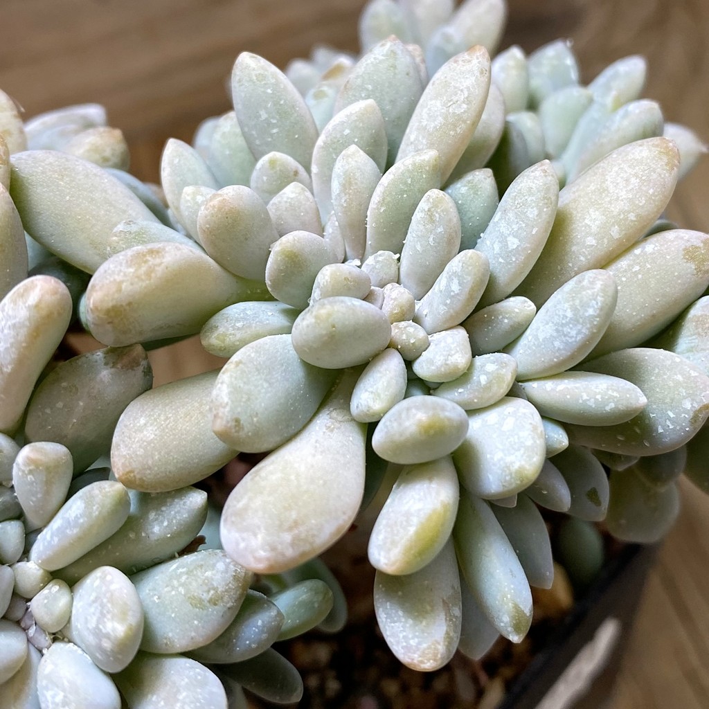 SH37292 Pachyveria ‘Clavifolia’ f. cristata