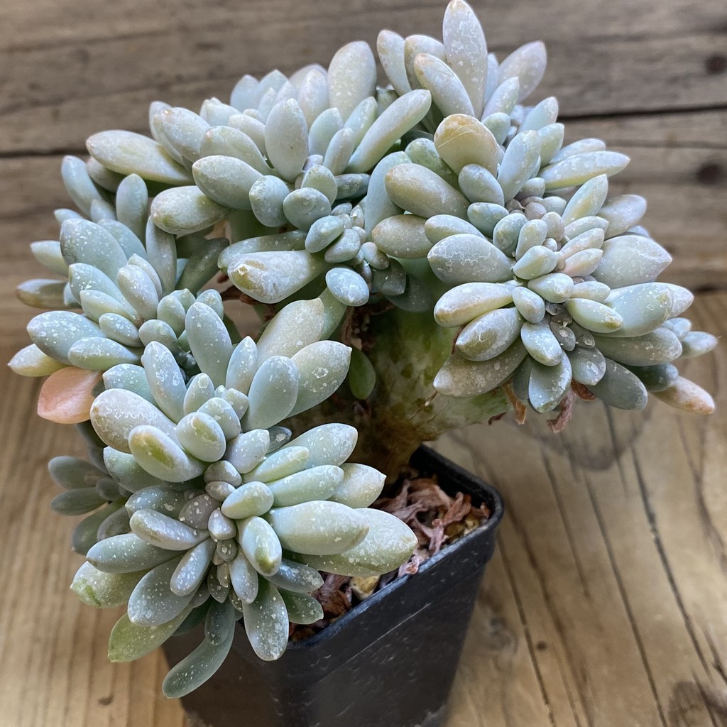 SH37292 Pachyveria ‘Clavifolia’ f. cristata - Image 2
