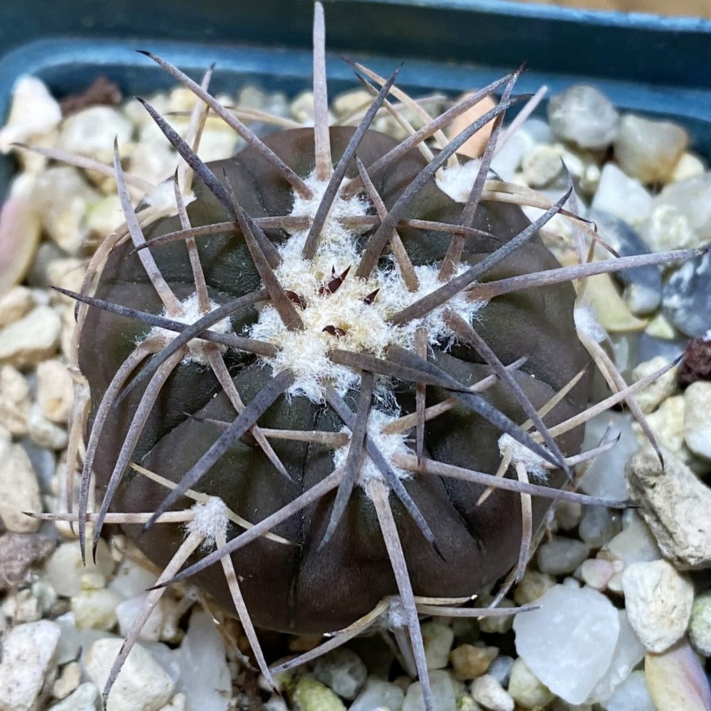 DP37342 Gymnocalycium spegazzinii