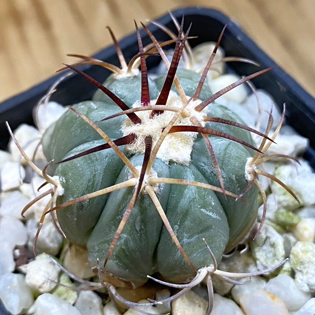 DP37365 Echinocactus horizonthalonius