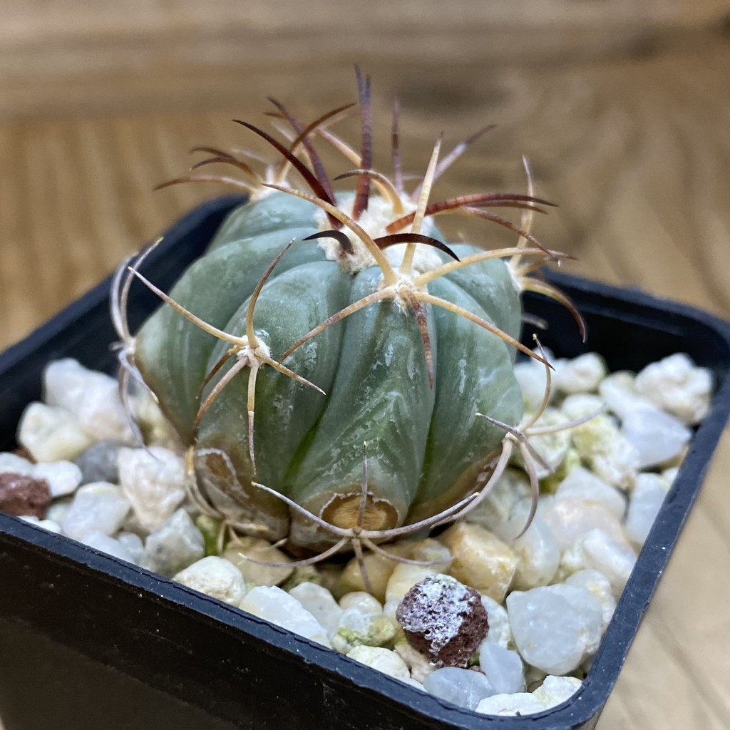 DP37365 Echinocactus horizonthalonius - Image 2