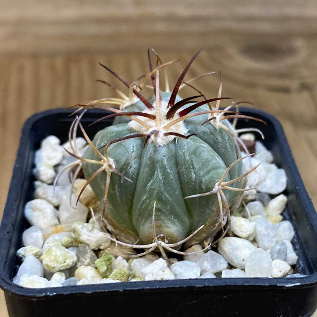 DP37365 Echinocactus horizonthalonius - Image 3