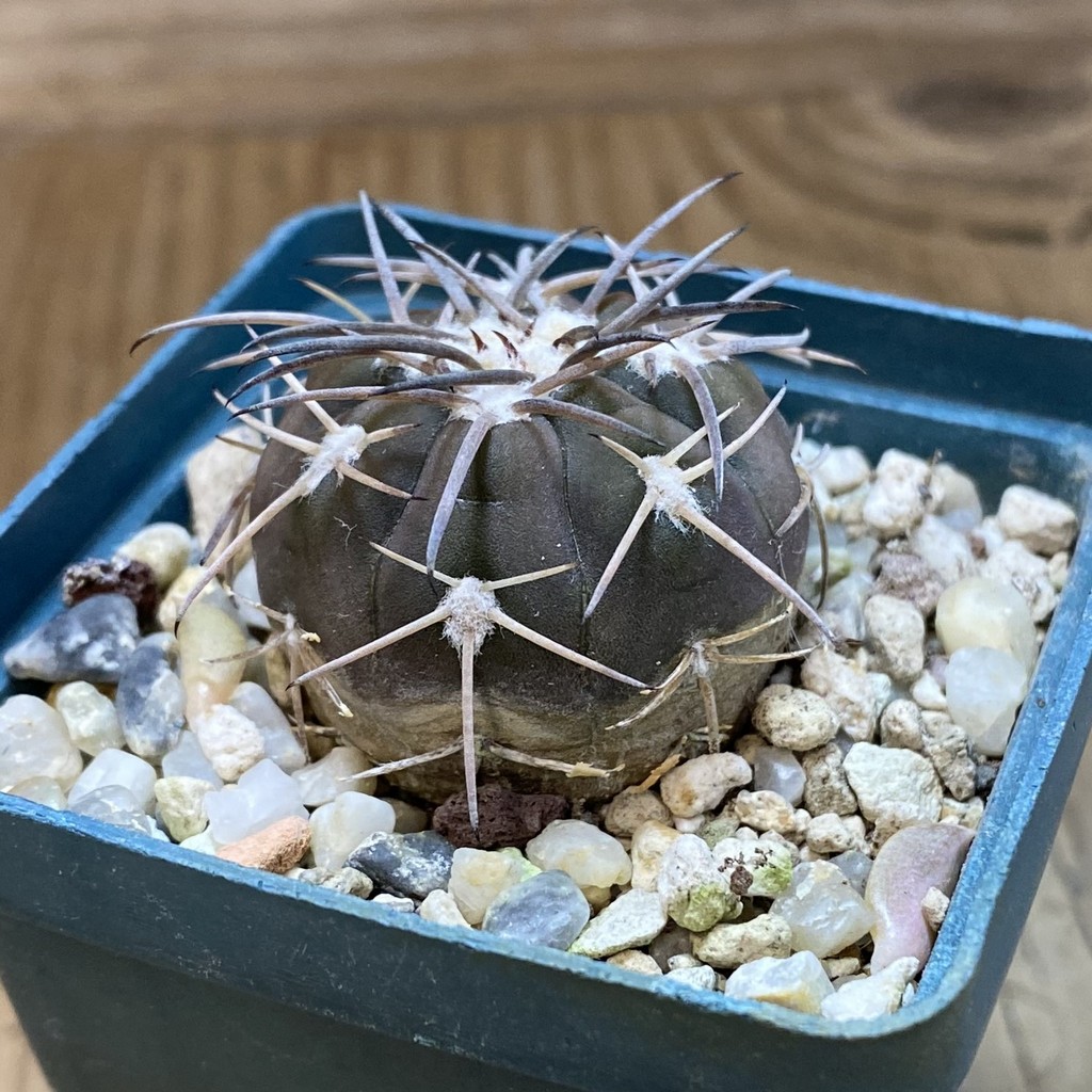 DP37342 Gymnocalycium spegazzinii - Image 2