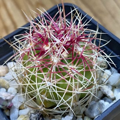 DP37367 Thelocactus bicolor