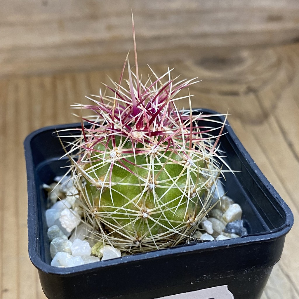 DP37367 Thelocactus bicolor - Image 2