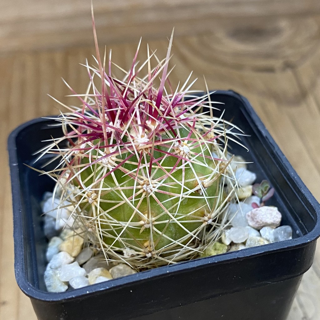 DP37367 Thelocactus bicolor - Image 3