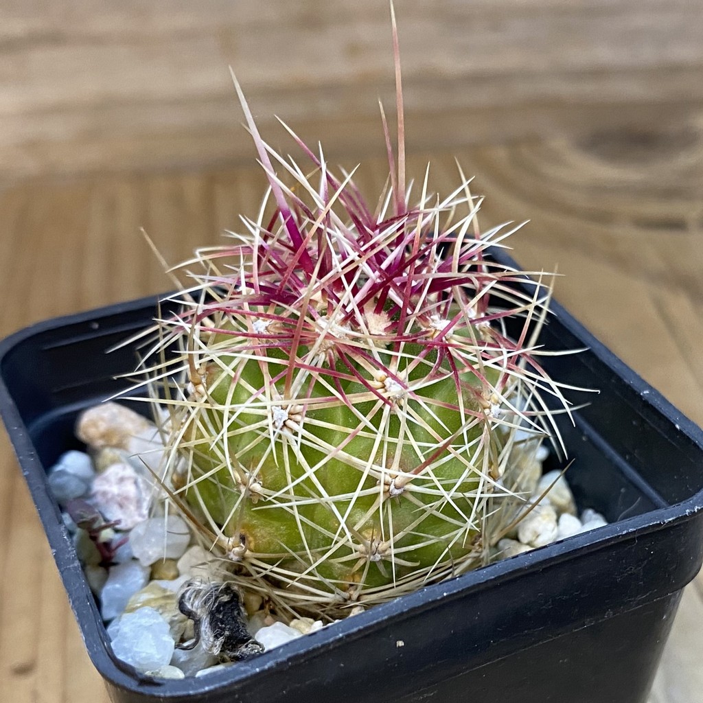 DP37367 Thelocactus bicolor - Image 4