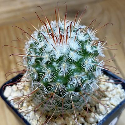DP37369 Mammillaria bombycina