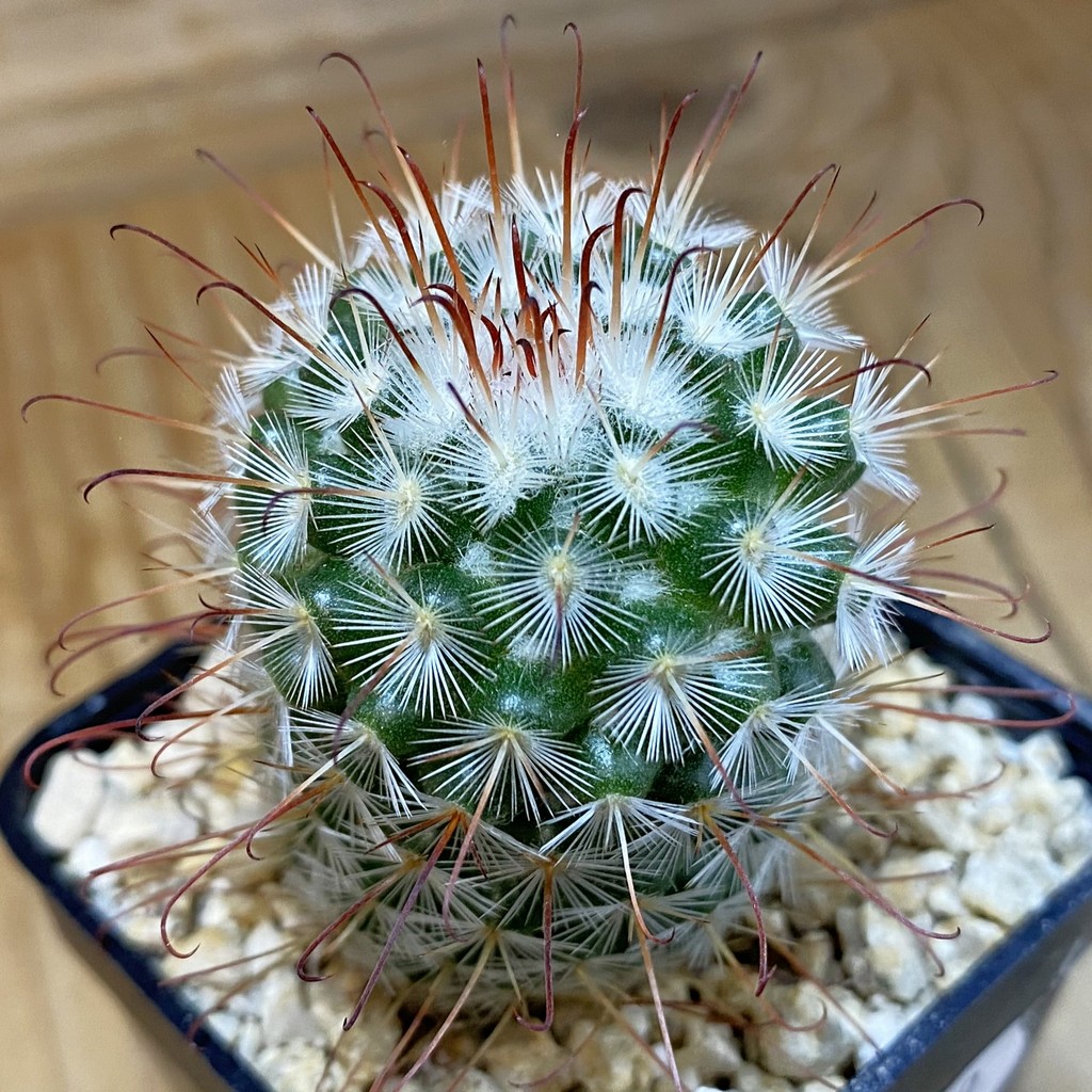 DP37369 Mammillaria bombycina