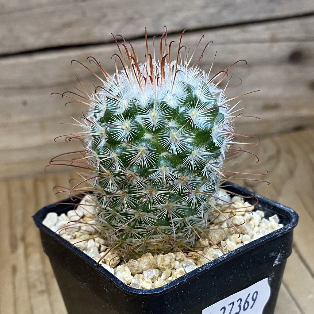 DP37369 Mammillaria bombycina - Image 2