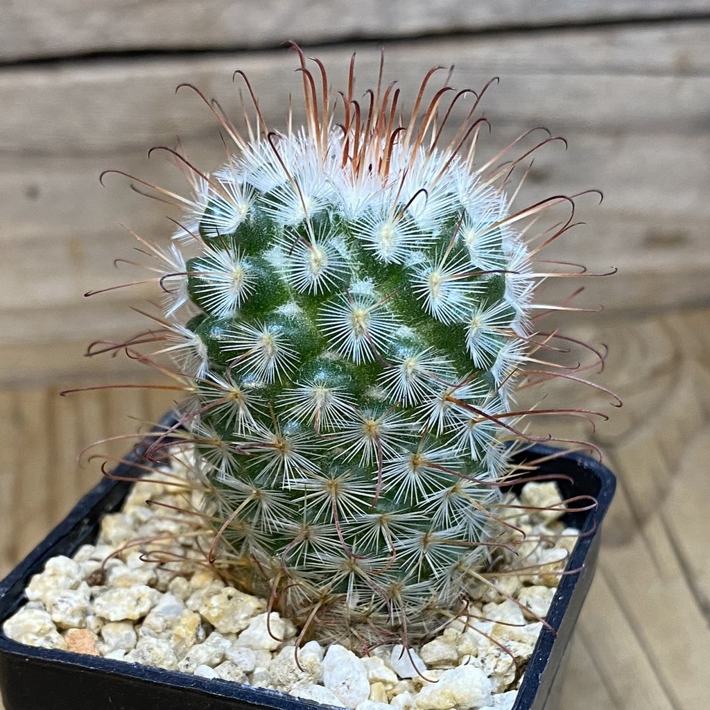 DP37369 Mammillaria bombycina - Image 3
