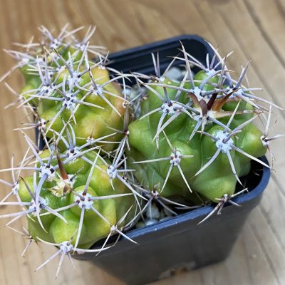 DP37370 Gymnocalycium achirasense v. orientale