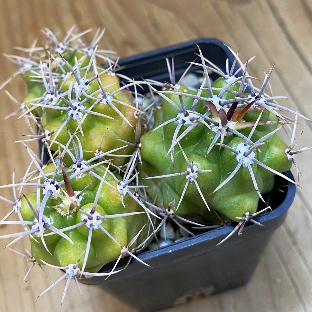 DP37370 Gymnocalycium achirasense v. orientale