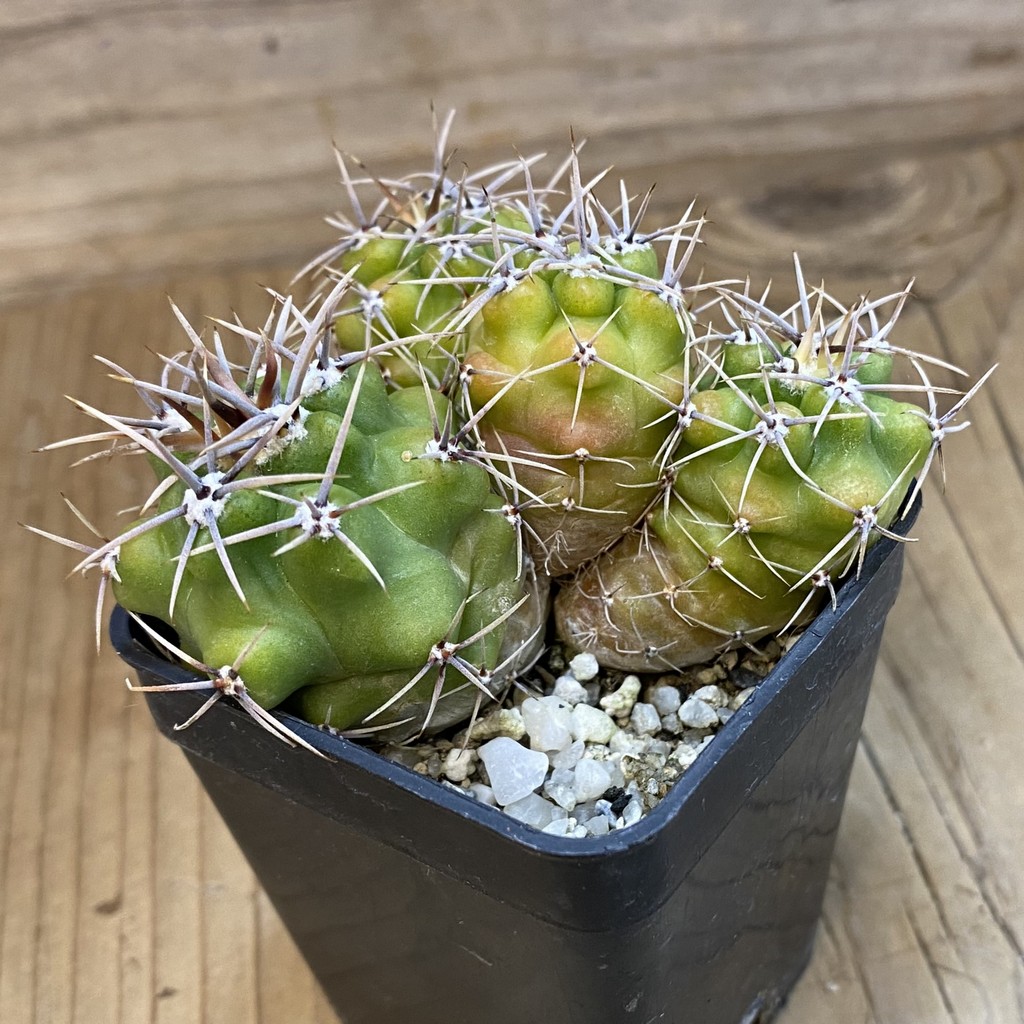 DP37370 Gymnocalycium achirasense v. orientale - Image 2