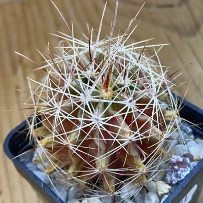 DP37371 Hamatocactus hamatocanthus