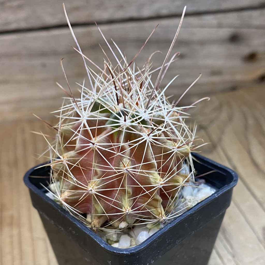 DP37371 Hamatocactus hamatocanthus - Image 2