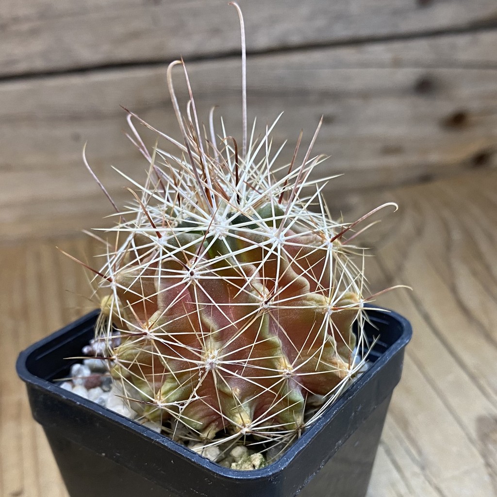DP37371 Hamatocactus hamatocanthus - Image 3