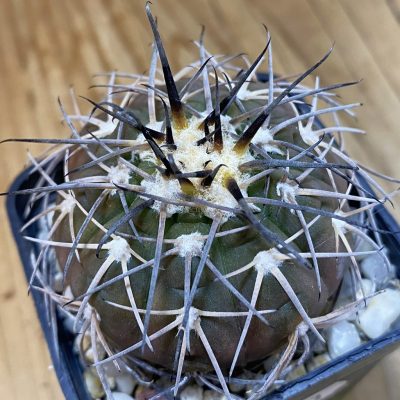 DP37343 Gymnocalycium spegazzinii