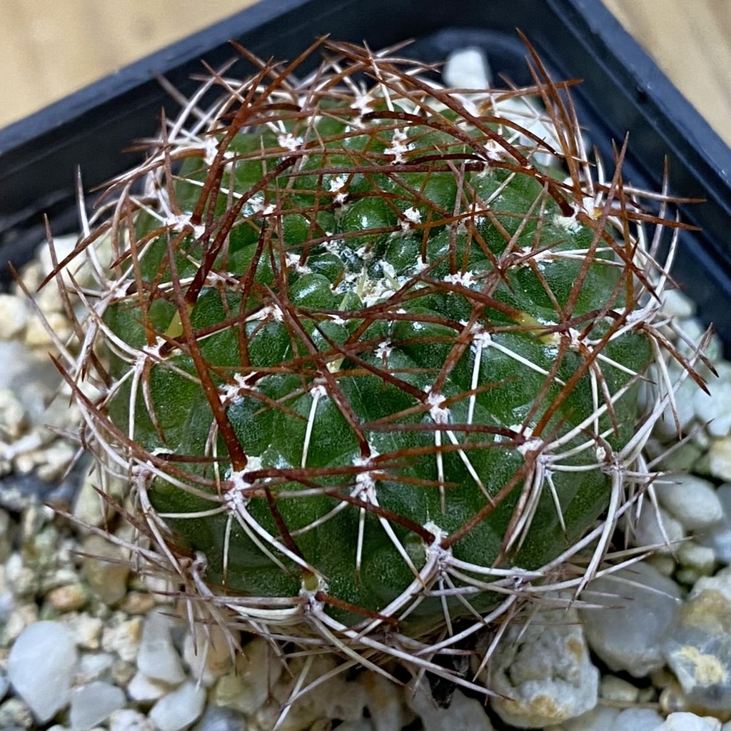 DP37372 Sulcorebutia candiae v. kamiensis